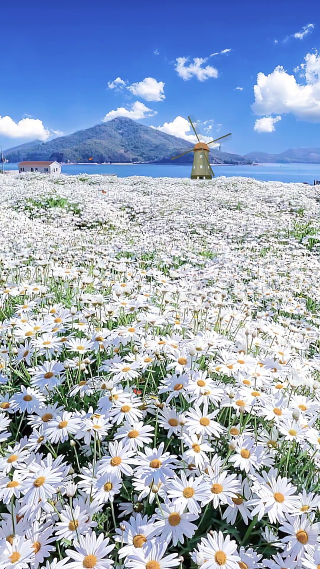蓝天白云小雏菊