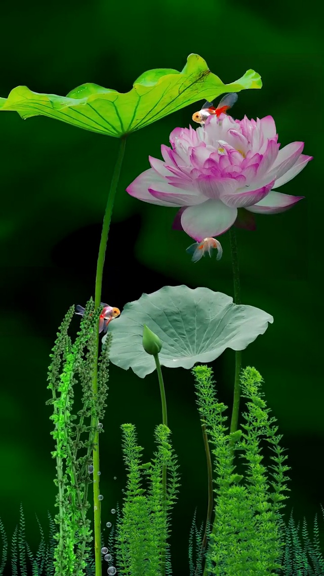 荷荷金鱼