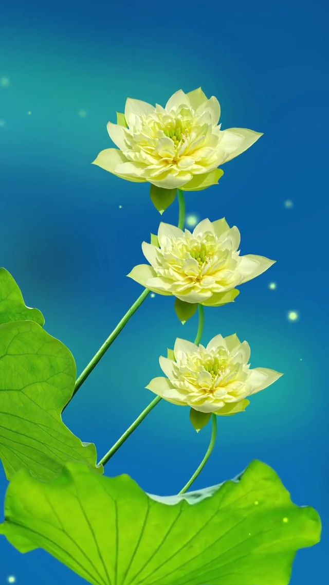 愿美好“荷”您相遇