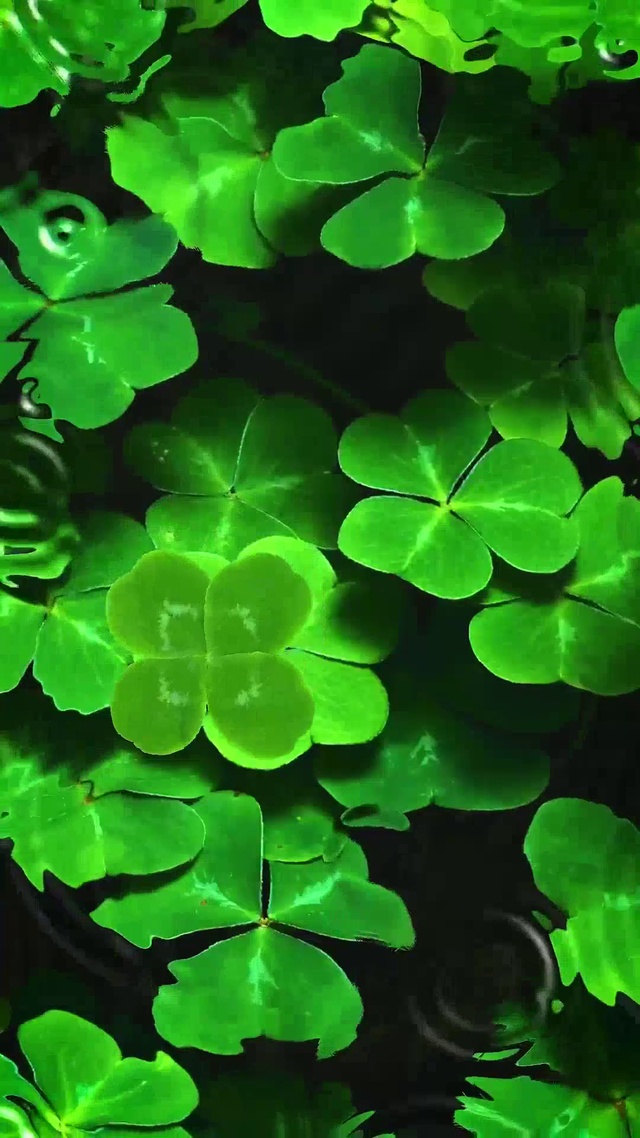 四叶草🍀