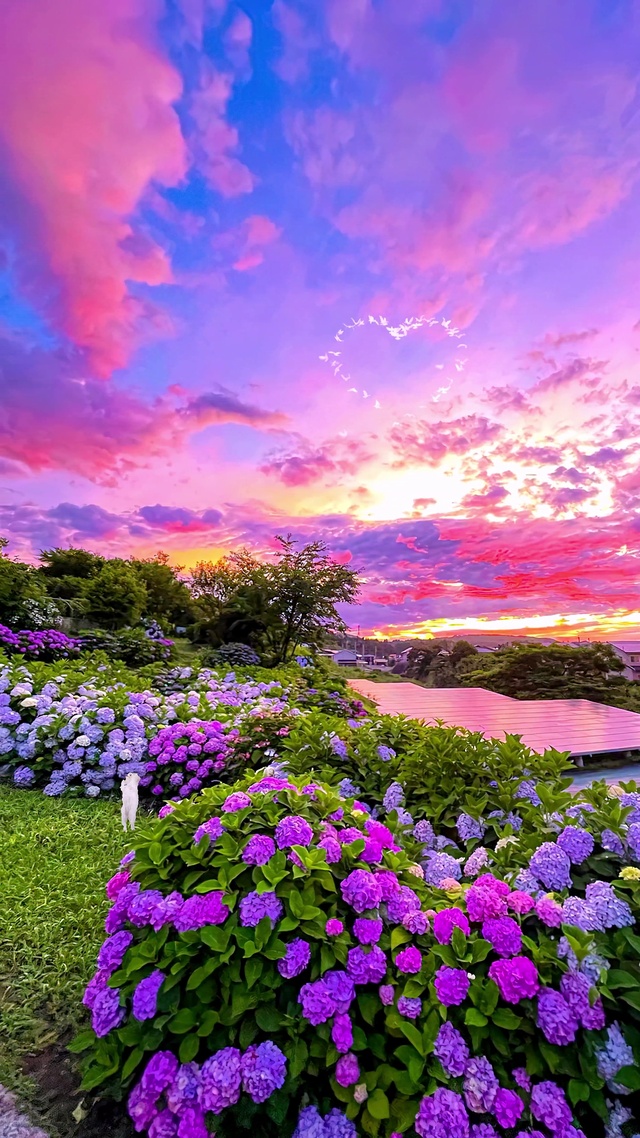 粉色晚霞绣球花