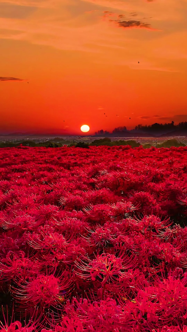 夕阳下的彼岸花海