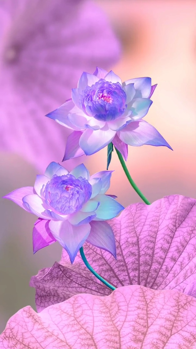 荷花3