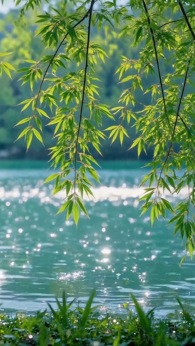 清新河畔垂柳绿意风光