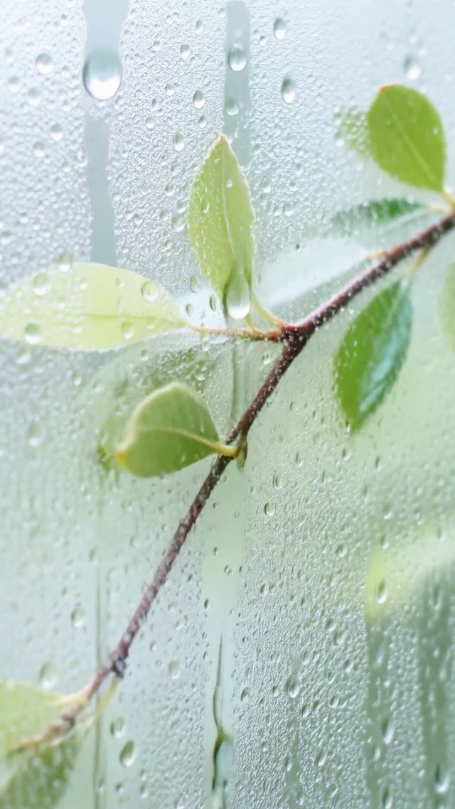 雨天窗边清新绿叶