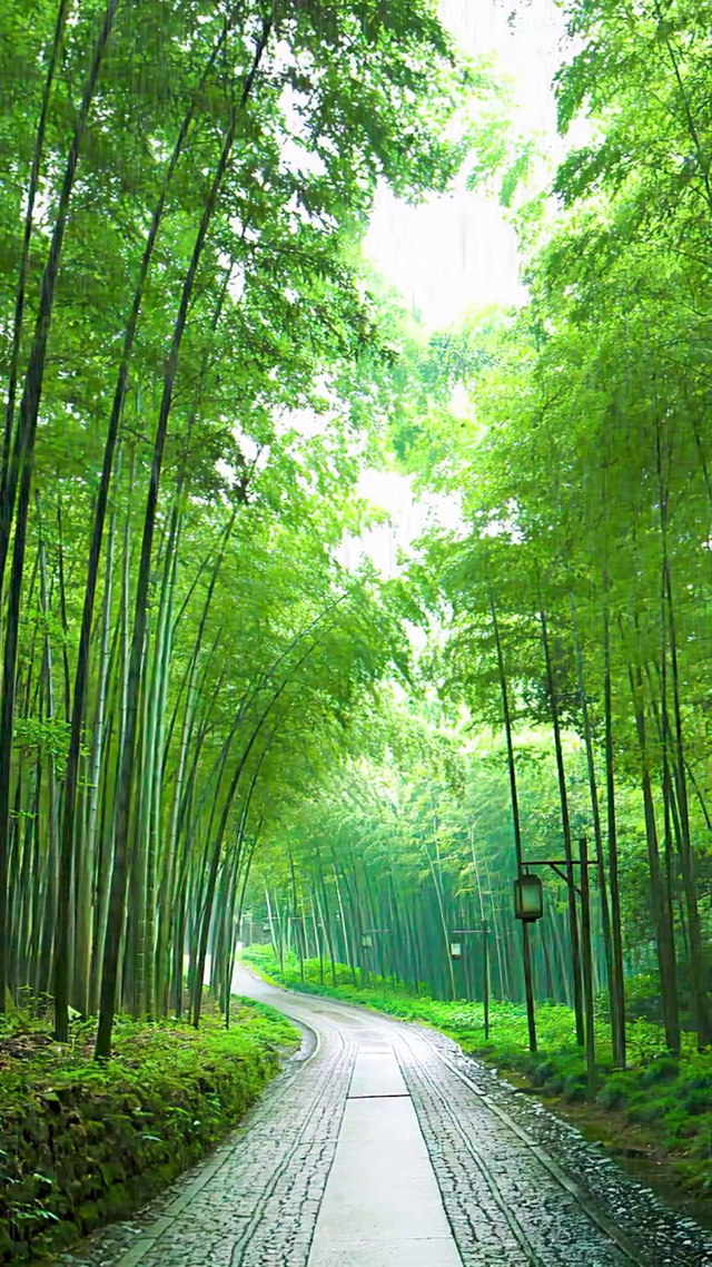 竹林雨景