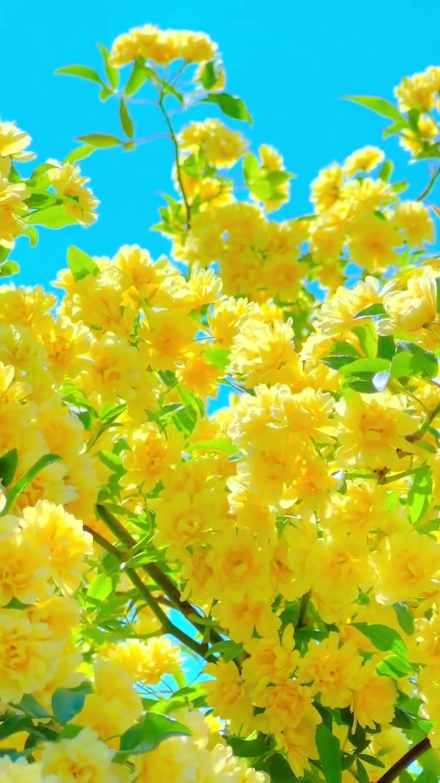 心藏春光，人间处处是花香