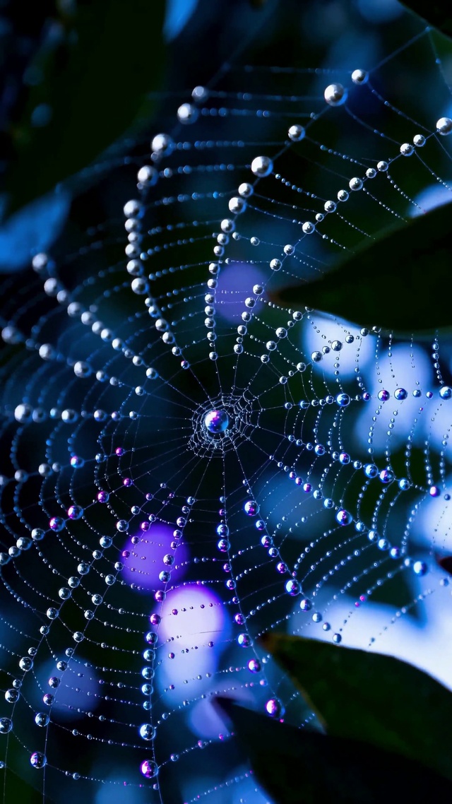 蓝调蛛网凝露 唯美微距特写