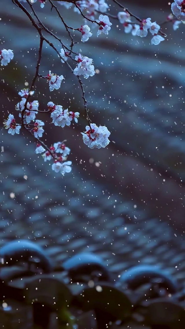 喜欢雪