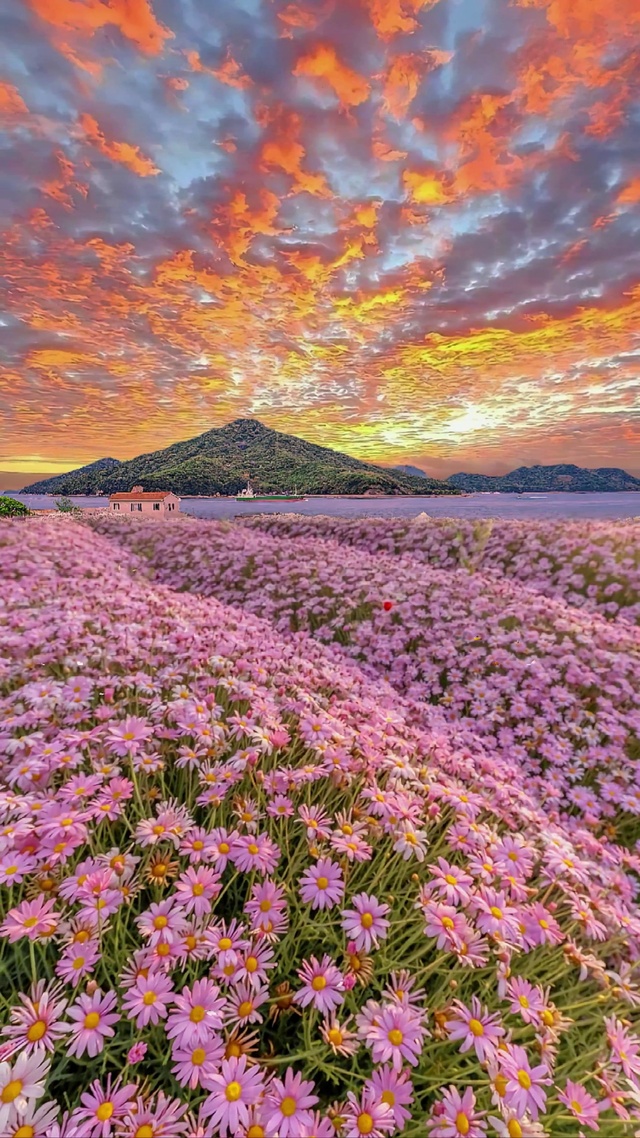火烧云雏菊花海