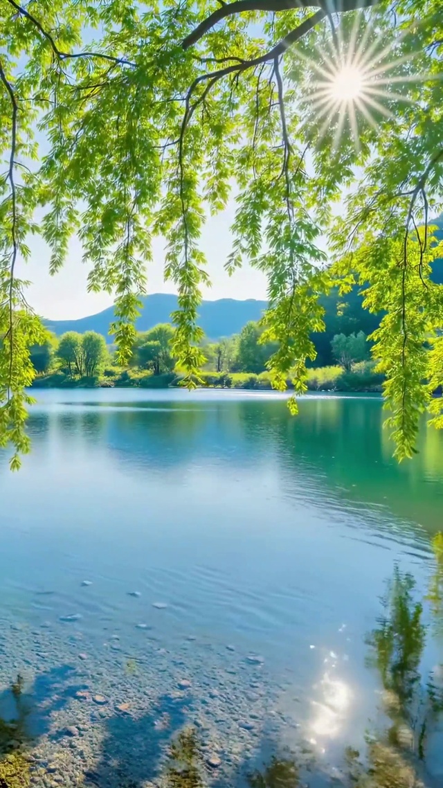 翠柳垂岸的夏日清湖