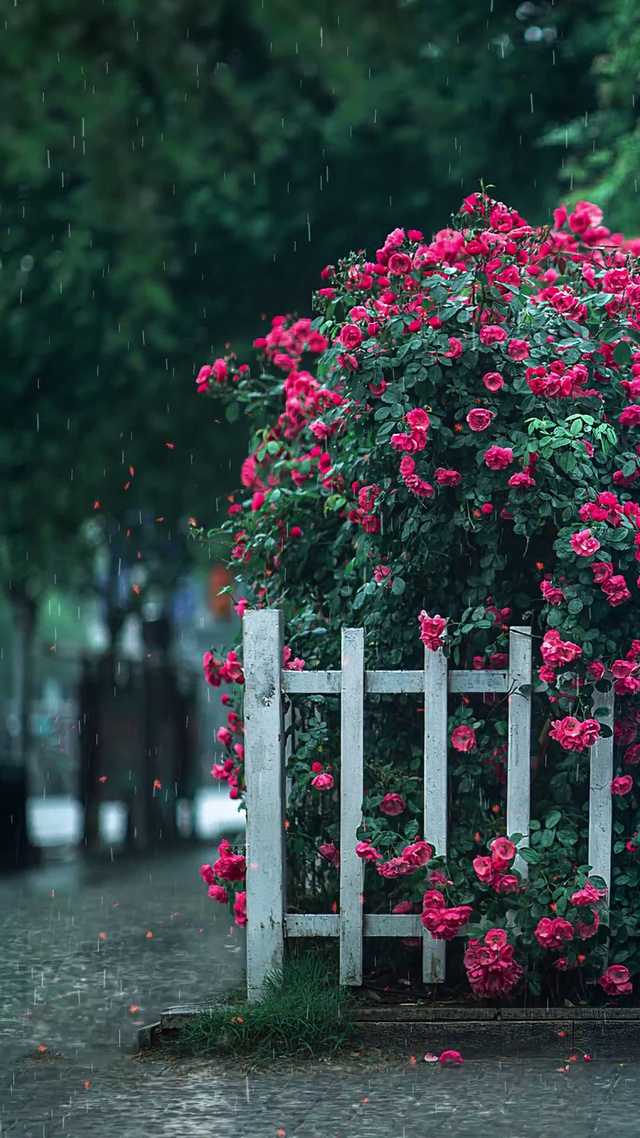 下雨