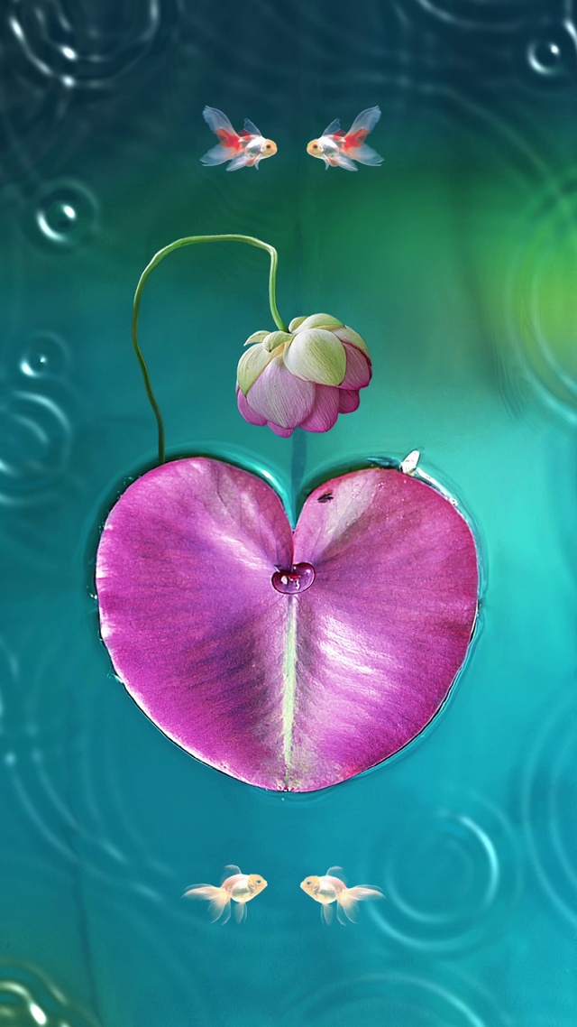 水面荷花