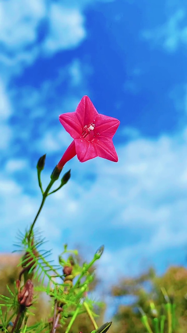 蓝色天空下