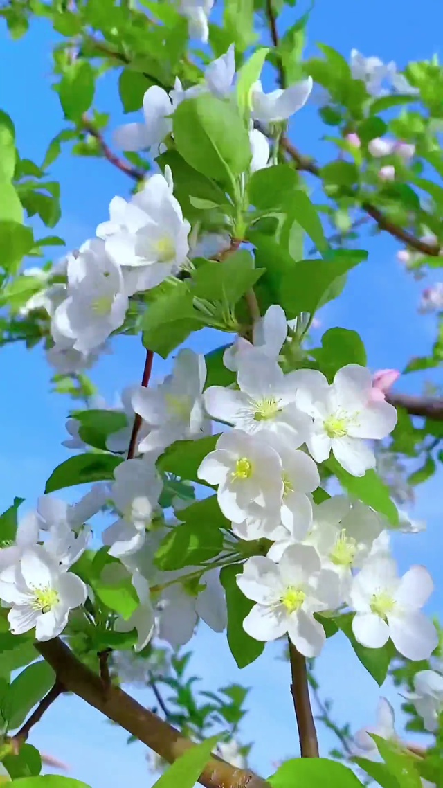 风吹花枝摇玉颜，朵朵白玉迎蓝天