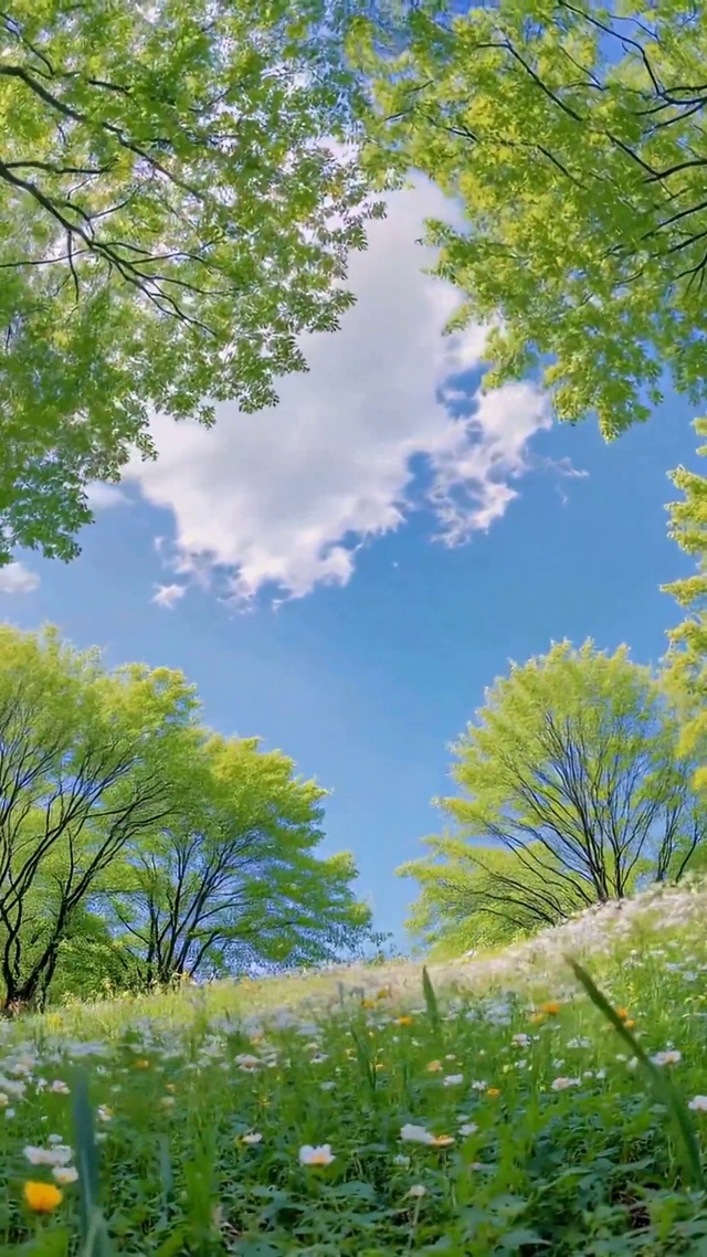清新治愈林间草地风光