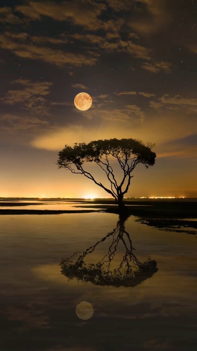 愿我如星君如月，夜夜流光相皎洁