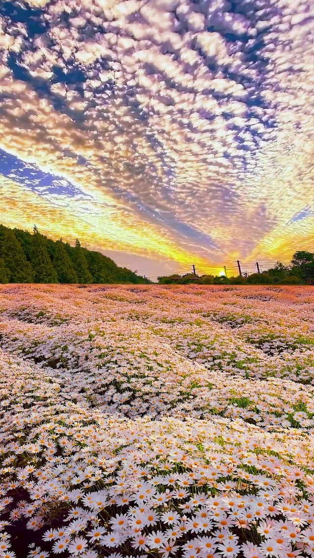 晚霞花海