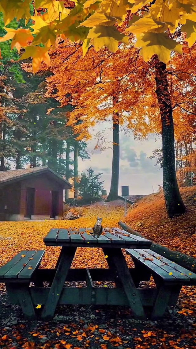 落叶知秋风渐凉