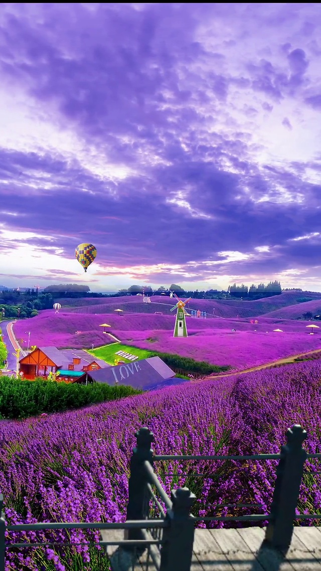 紫色花海
