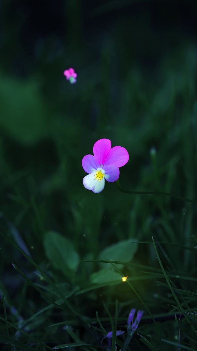 一朵小花