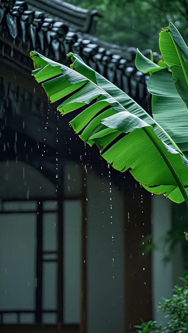 听雨