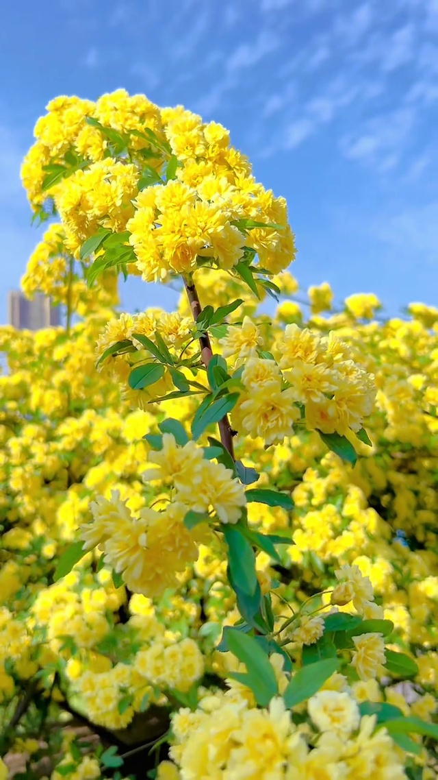 惊艳了时光，浪漫了岁月