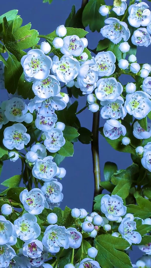 花开富贵 铃兰花开