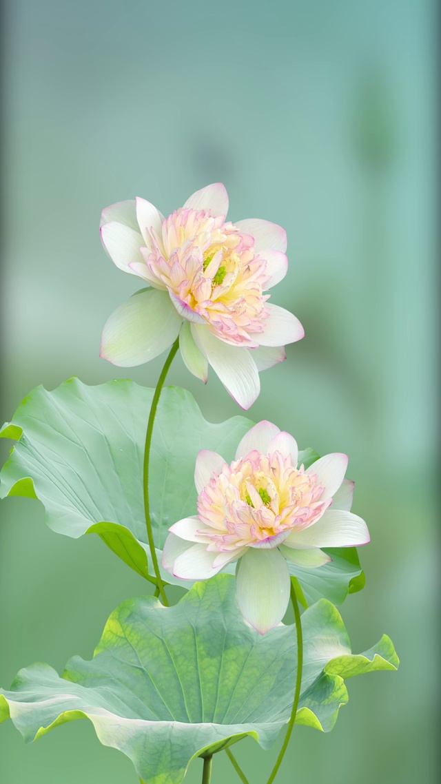 荷花之姐妹花菡萏