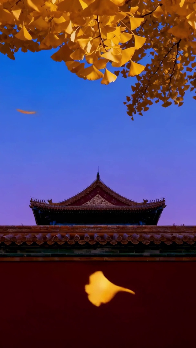 故宫红墙金秋银杏