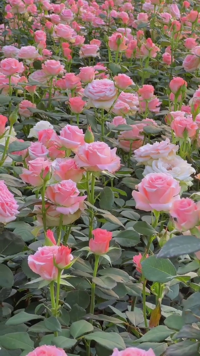 浪漫玫瑰花海