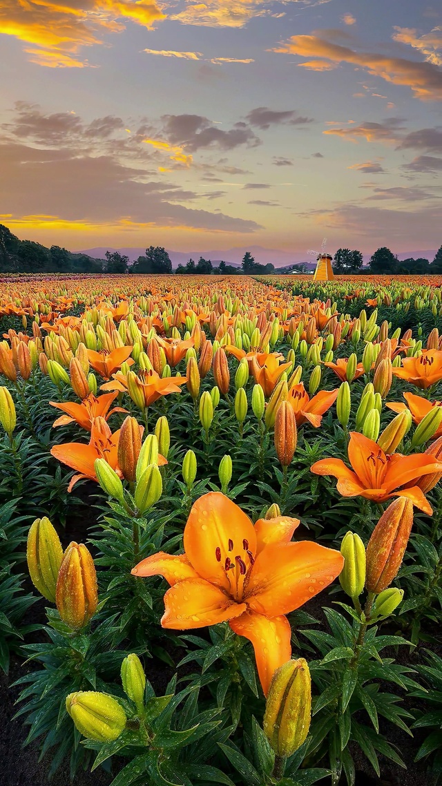 浪漫百合花