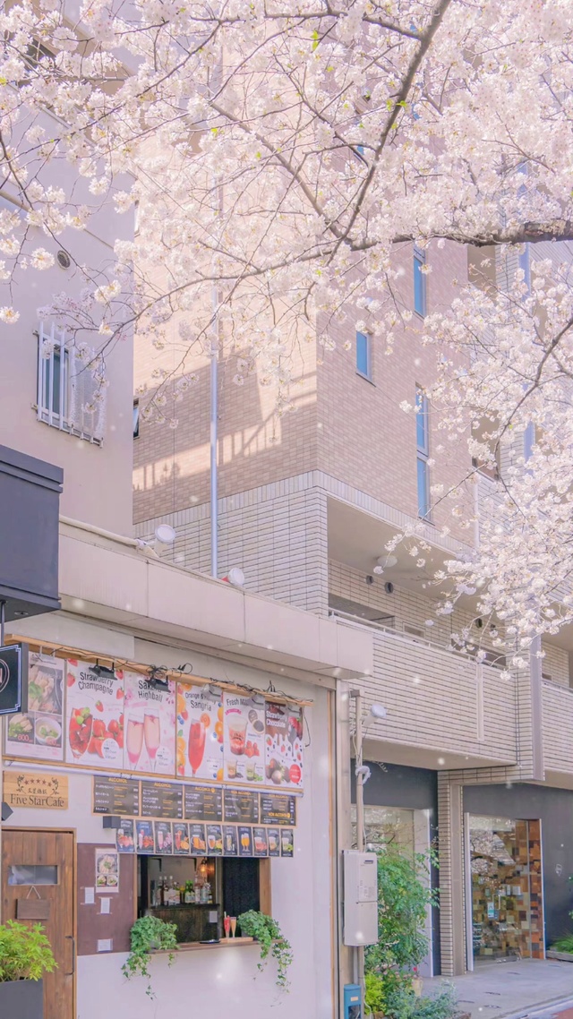 日系唯美-樱花街道