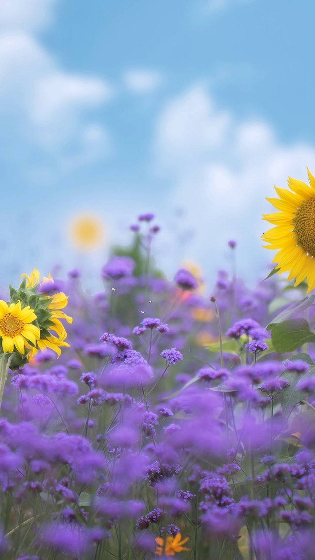 紫色浪漫向日葵