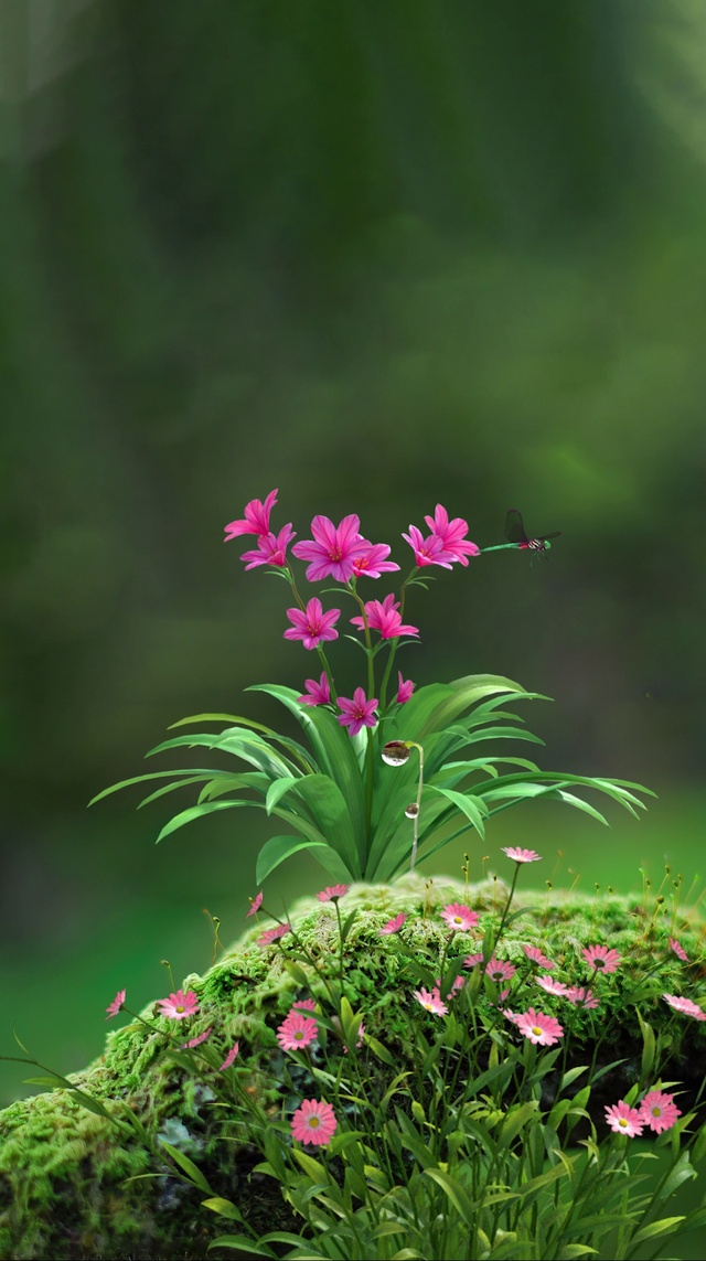 动态花草壁纸