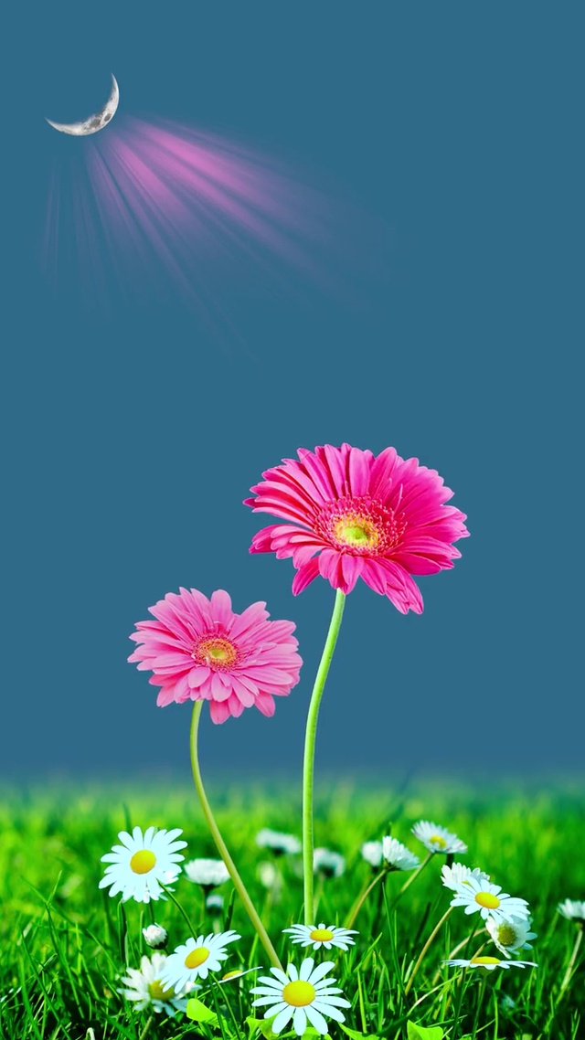 小雏菊