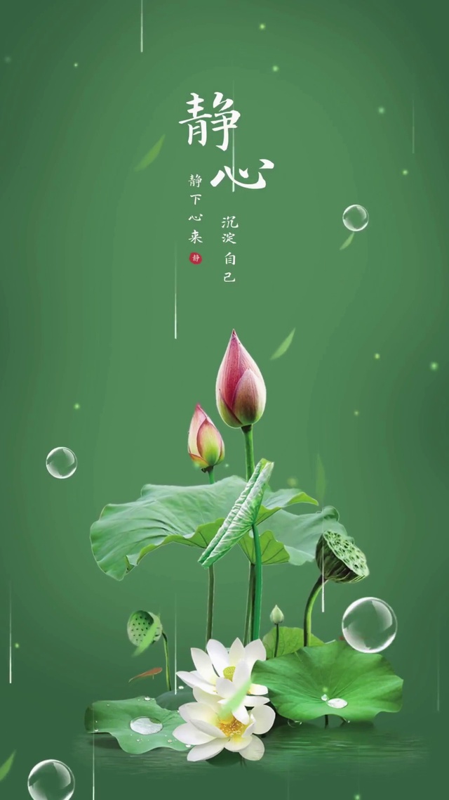 静心荷韵