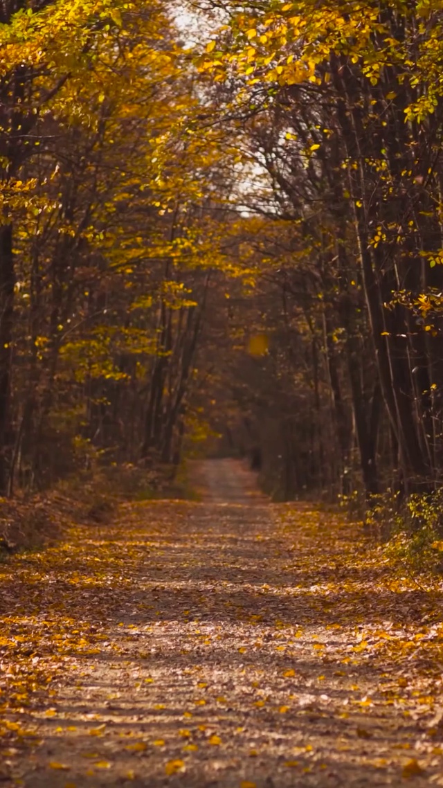 4K秋林小路