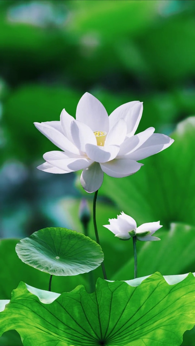 “并蒂莲花开，好运自然来”
