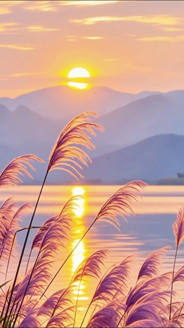 唯美夕阳芦苇4K
