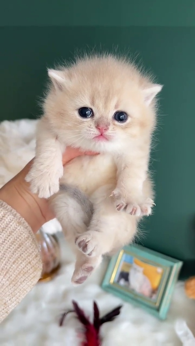 伸爪爪的小奶猫