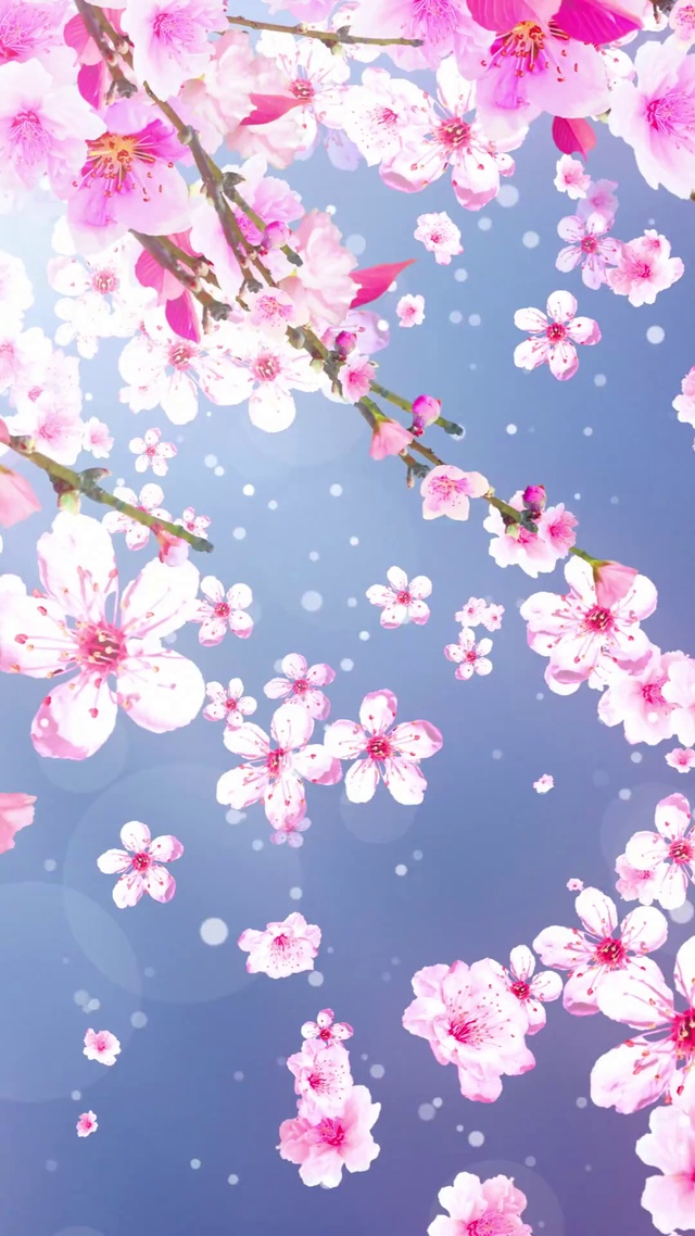 4K樱花树~