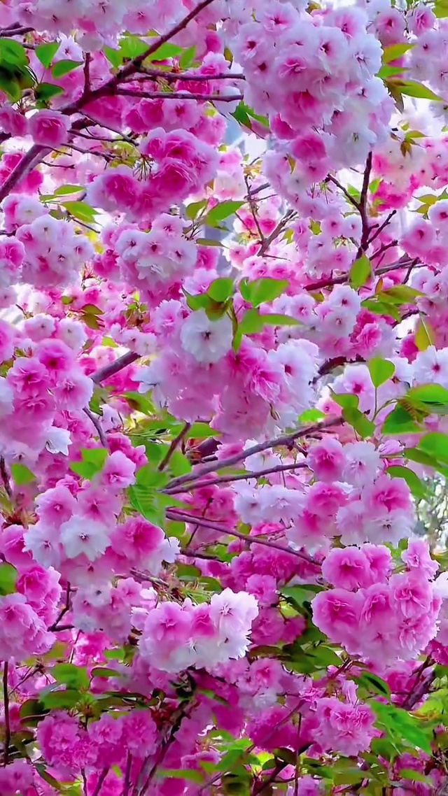 春风轻拂，樱雪纷飞