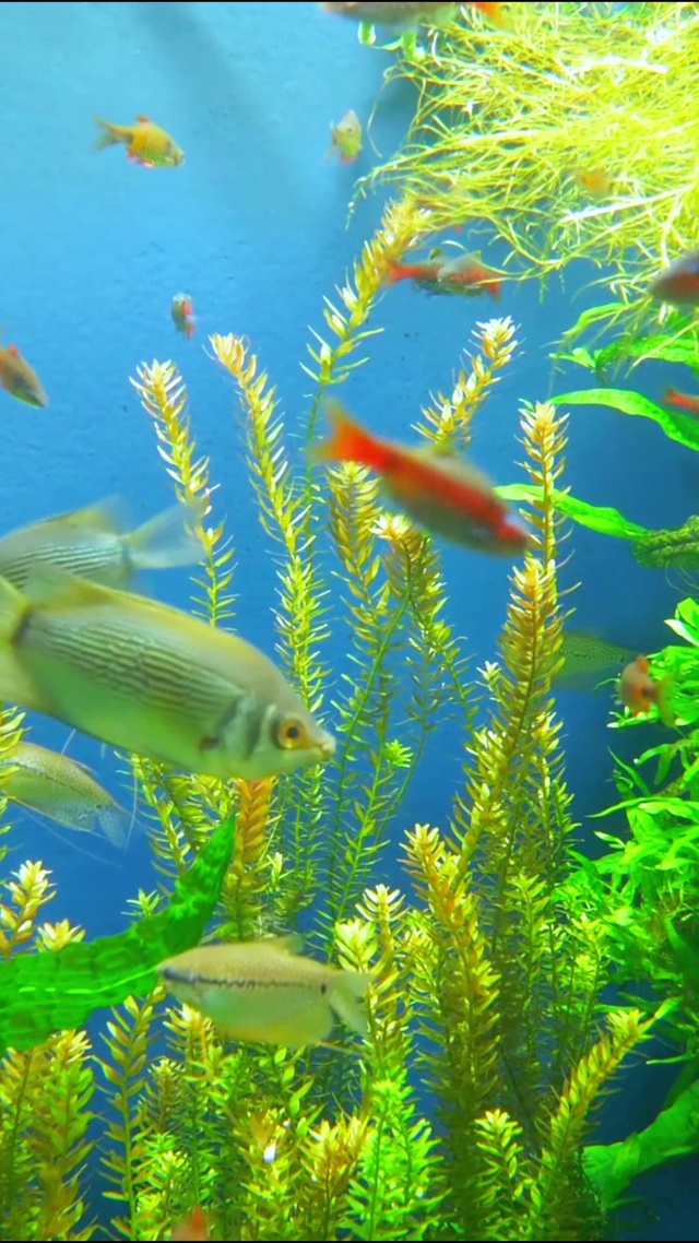 4K唯美水下世界