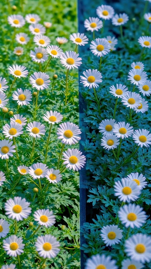 清新治愈白雏菊小花田