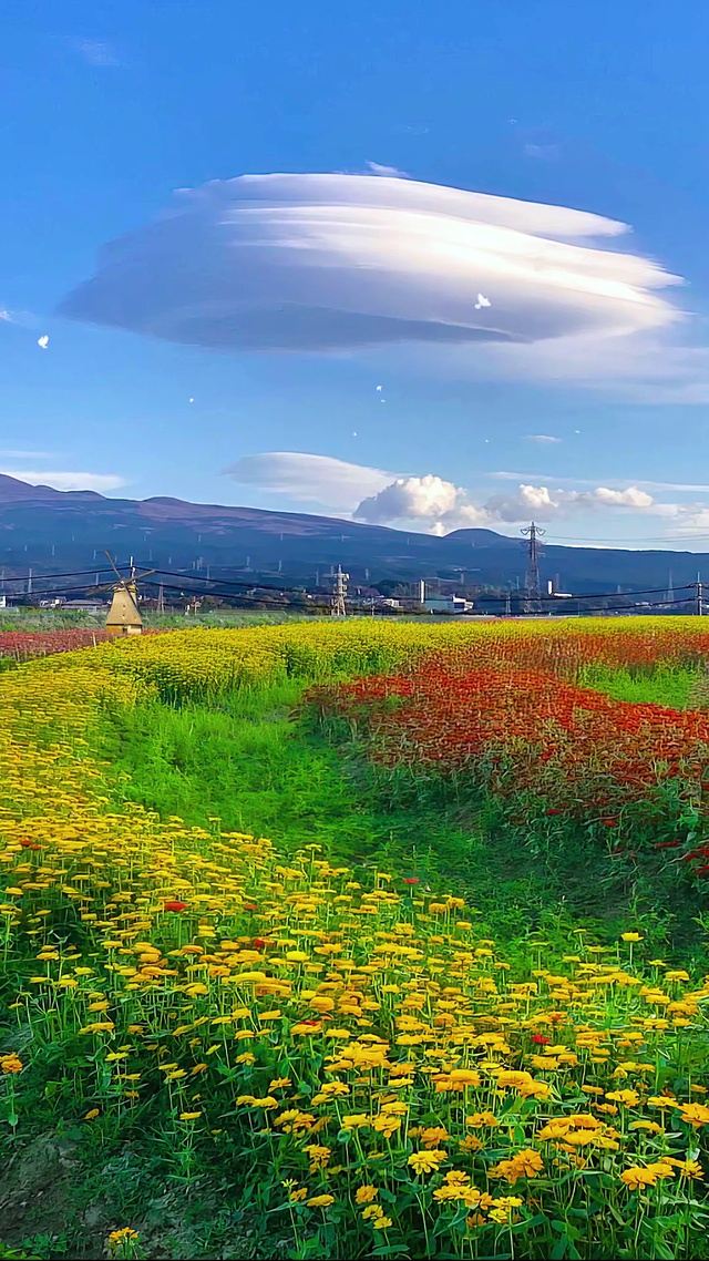 蓝天唯美乡村花海