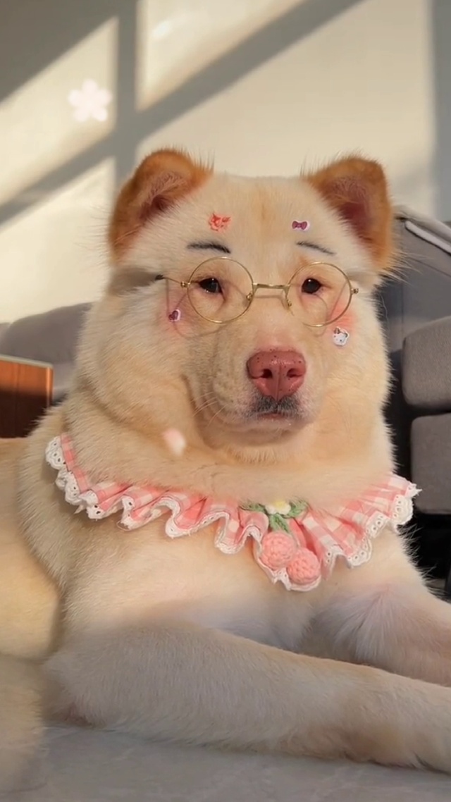 粉色狗狗