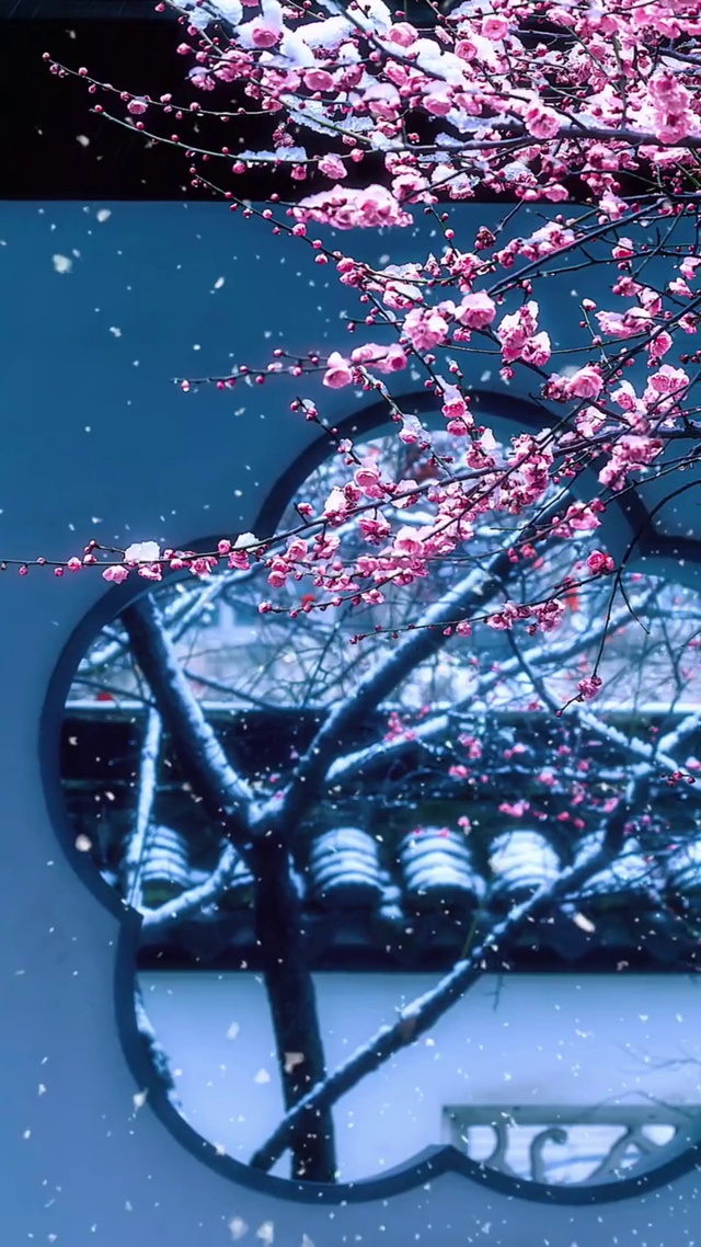 梅花爱雪
