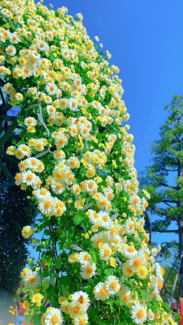 夏日小雏菊