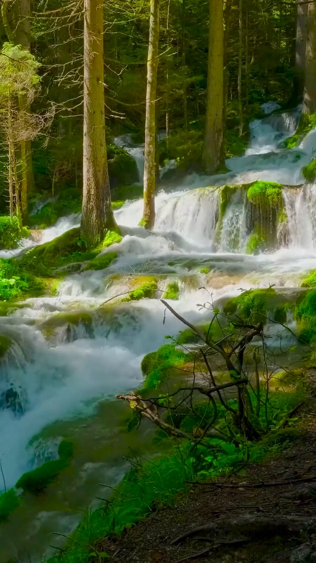 阳光树林流水